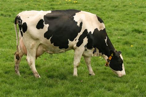 Cow eating grass stock photo. Image of grass, nature, farm - 8482184