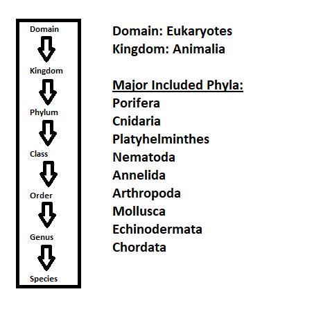 Invertebrates Phylum Chart