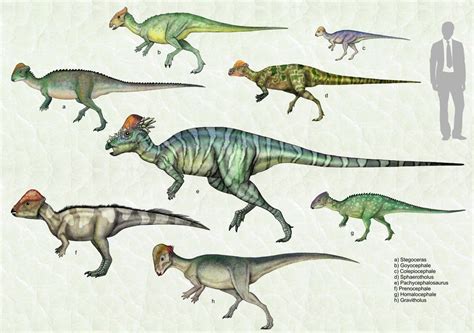 Pachycephalosauridae 1 | Prehistoric wildlife, Prehistoric animals ...