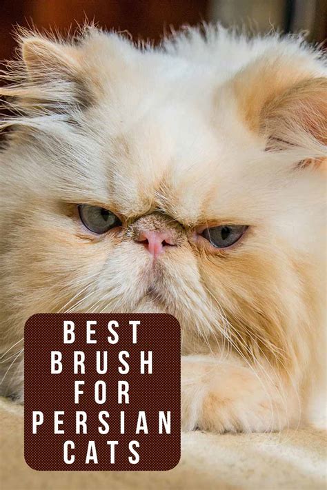 Best Brush For Persian Cats - Plus Top Grooming Tools and Products