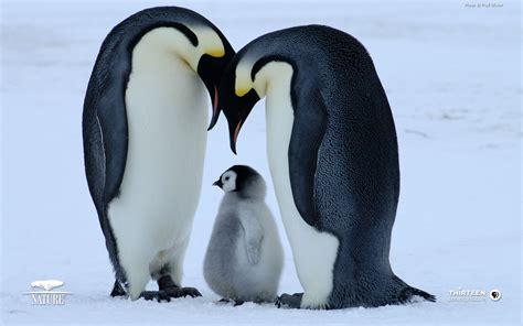 Lovely Wallpapers: Penguin Birds Cute Wallpapers