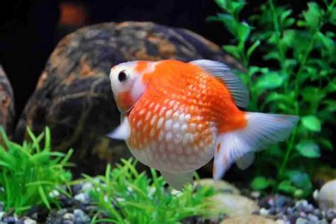 Goldfish Dropsy: Causes, Signs & Treatment - AquariumPub