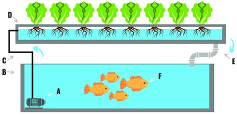 An Aquaponics system composed of a pump (A), fish tank (B), watering ...