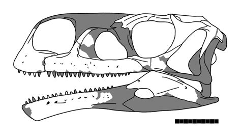 Aardonyx: Exploring the Early African Jurassic Dinosaur