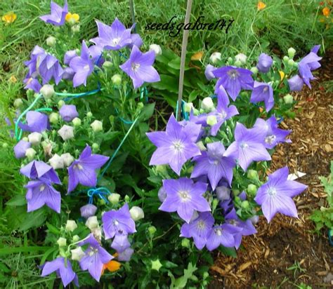 Balloon Flower Blue 25 Seeds Perennial Heirloom | Etsy