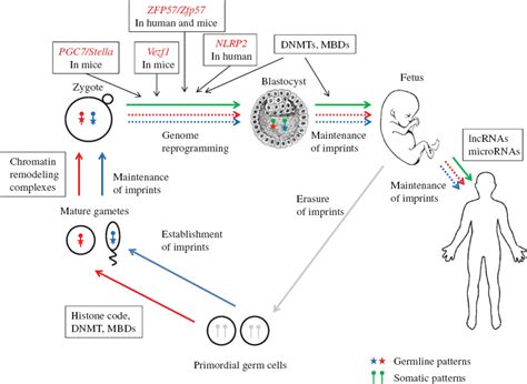 Multilocus methylation defects in imprinting disorders