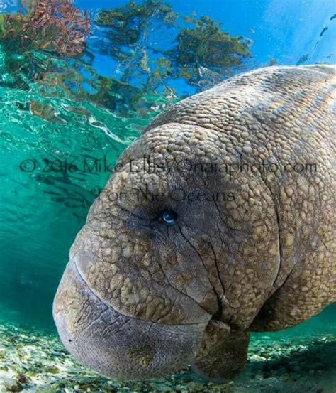 Manatee eye roll | Sea creatures, Elephant, Creatures