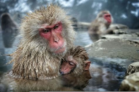 Pin on TIERWELT: Schneeaffen! Snow Monkeys!