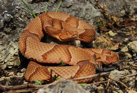 Copperhead (Snakes of Louisiana) · iNaturalist