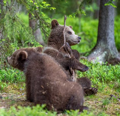 Bear-cub Play with Branch. Bear Cubs in the Summer Forest Stock Image ...