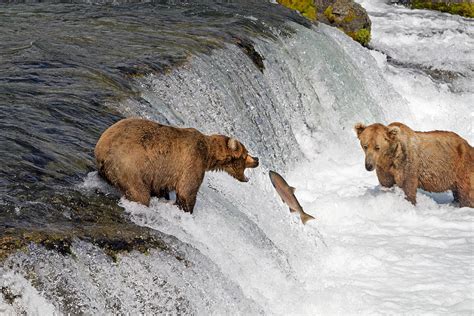 Brooks Falls Alaska Brown Bears Photograph by Gord Patterson - Fine Art ...