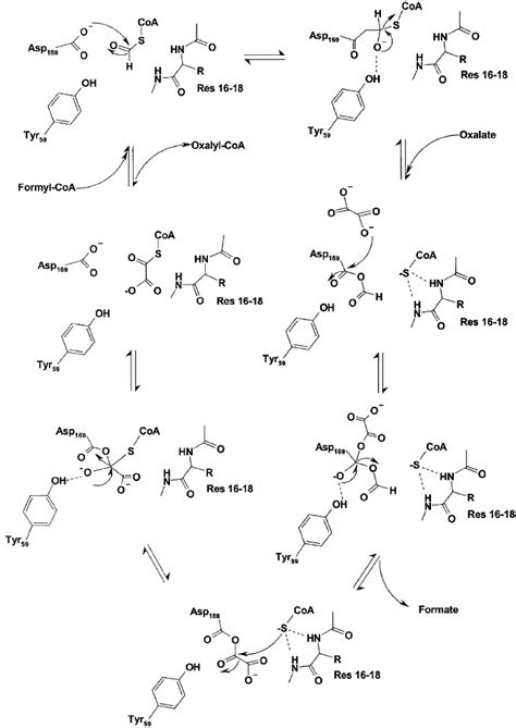 Reaction mechanism for formyl-CoA transferase as suggested from the ...