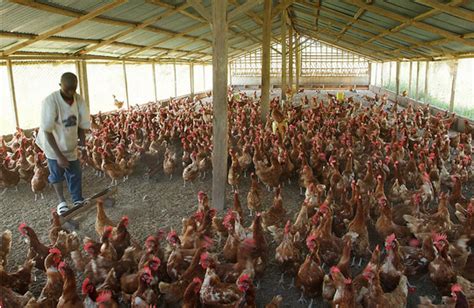 Poultry Farming Tips On How To Make Profits Even When Others Complain ...