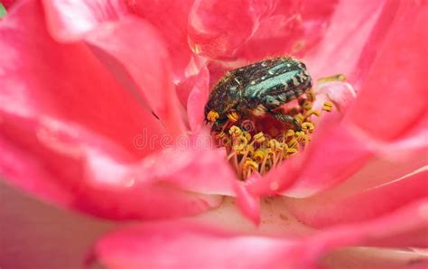 Beetle and pink flower stock photo. Image of outdoors - 20368926