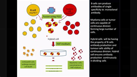 Monoclonal antibody production using Hybridoma Technology - YouTube