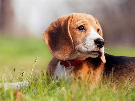 10 Most Popular Dog Breeds