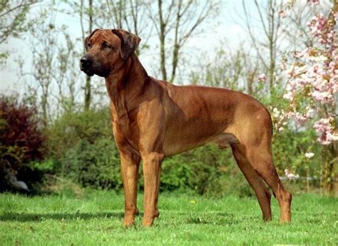 Rhodesian Ridgeback Training & Aggression | Chicago Dog Trainer