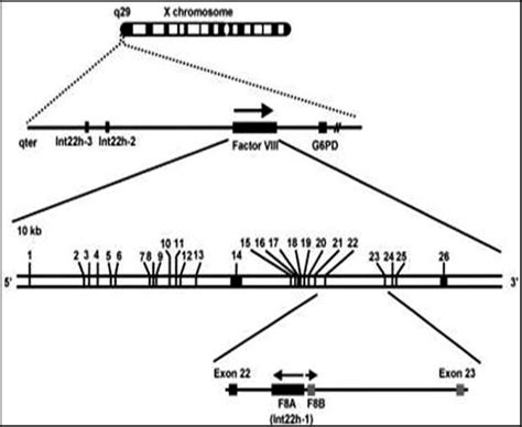 Factor VIII gene locus in X-chromosome. | Download Scientific Diagram