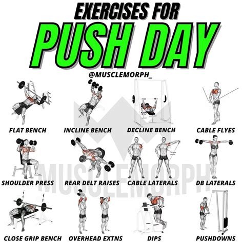 MuscleMorph - PUSH DAY EXERCISES In a push workout, you...