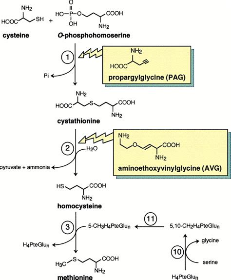 The specific features of methionine biosynthesis and metabolism in ...