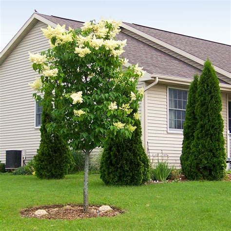 Ivory Silk Japanese Lilac Trees for Sale – BrighterBlooms.com