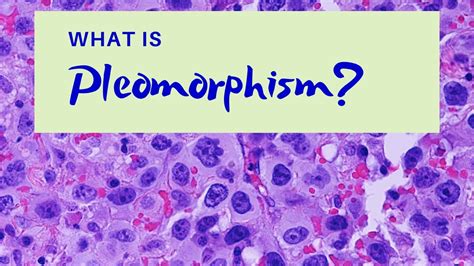 What is Pleomorphism? - Pathology mini tutorial - YouTube