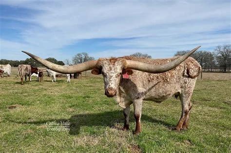 An Easy Guide to Coloration of Texas longhorn Cattle - GVR Longhorns LLC