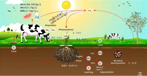 Understanding methane from livestock | Autumn 2023 | Sheep Notes ...