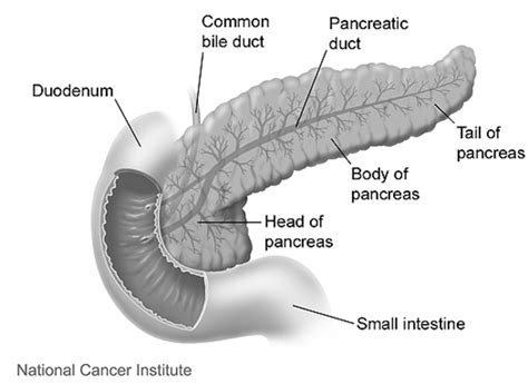 Pancreas Anatomy and Function