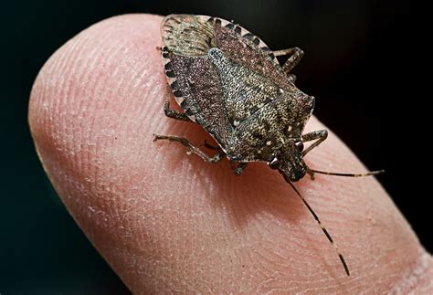 Stink bugs are plentiful in Mid-Atlantic states, and they’re ready to ...