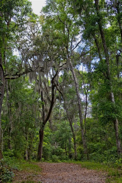 Timucuan Trails II | Taken in the Timucuan Preserve, near Ft… | Flickr