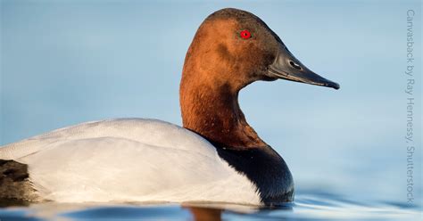 Canvasback - American Bird Conservancy