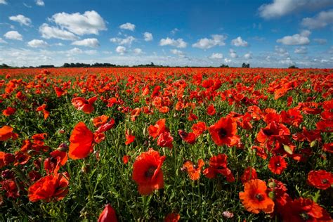 Remembrance Day 2018: Armistice silence, the Poppy Appeal and centenary ...