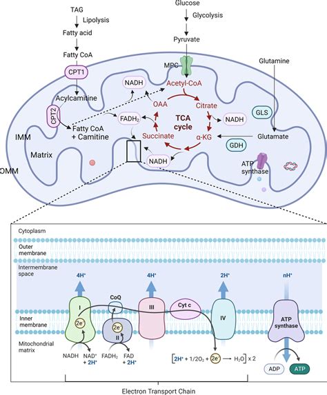 Mitochondrial metabolic pathways. The pyruvate produced from glucose ...