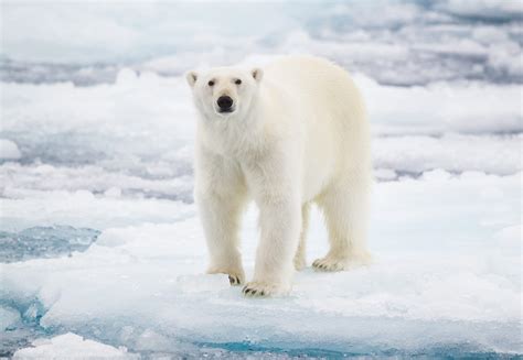 Why Do Polar Bears Need Ice to Survive? | Reader's Digest