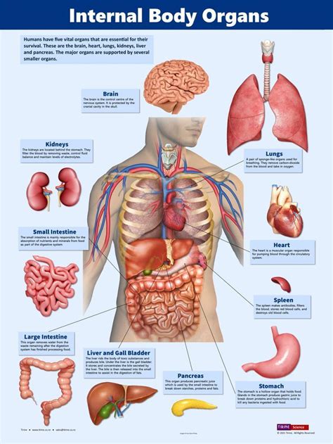 Internal Body Organs | Human body anatomy, Body organs, Body anatomy