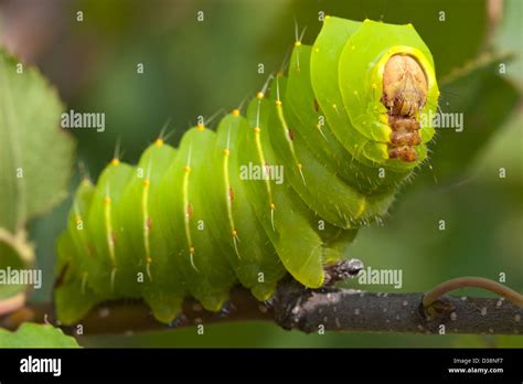 insect luna moth caterpillar grub green Stock Photo - Alamy