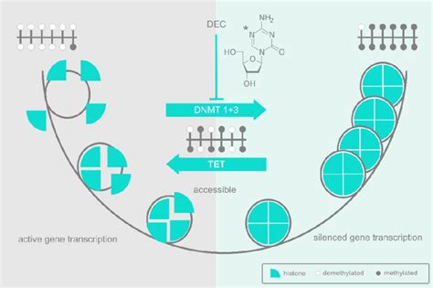 Azanucleosides affect DNA methylation and chromatin accessibility. A ...