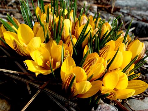 Yellow crocus... | Yellow crocus, Crocus, Yellow