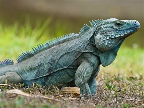 Grand cayman blue iguana | Animal Database | FANDOM powered by Wikia