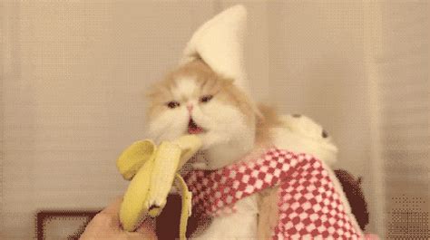 Funny Cat GIF - Find & Share on GIPHY