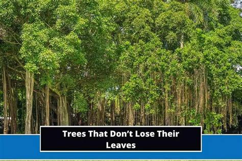 Top 15 Trees That Don’t Lose Their Leaves