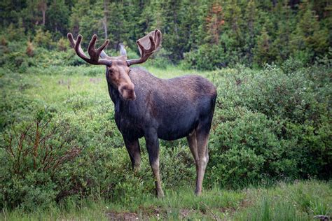 Så håller du älgen borta från din trädgård – Villalivet.se