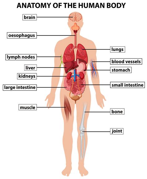 Deviazione nazionalismo autista human body anatomy diagram Produttivo ...