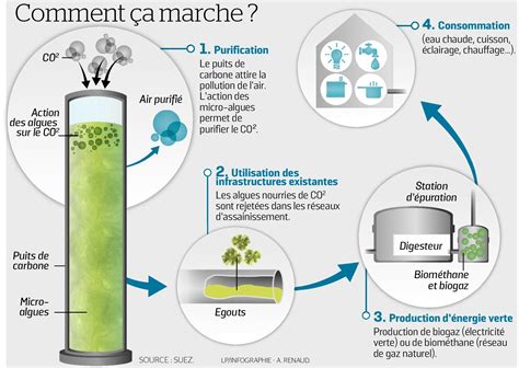 Poissy : un puits de carbone, solution innovante pour améliorer la ...