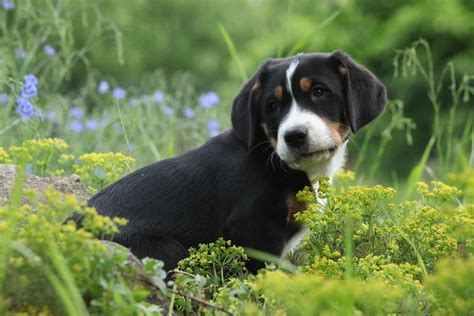 Top 4 Greater Swiss Mountain Dog Breeders In The U.S.