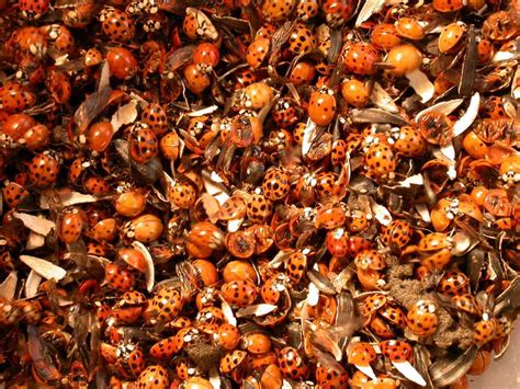 Ladybugs descend on local neighborhoods | Opinion | southernminn.com