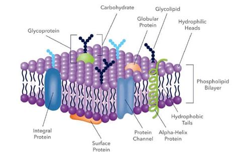 32+ Label The Parts Of The Nephron - ThaiFrances