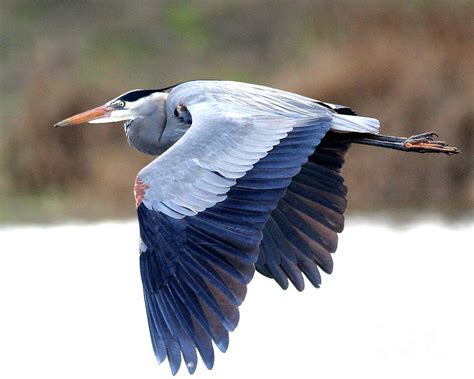 Great Blue Heron In Flight . 40d12055 by Wingsdomain Art and Photography