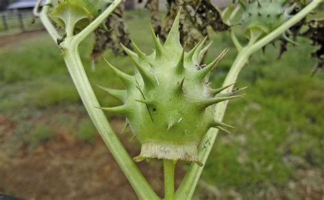 Symptoms of Datura poisoning in horses